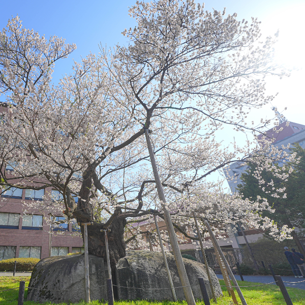 徒歩圏内にあふれる見どころ